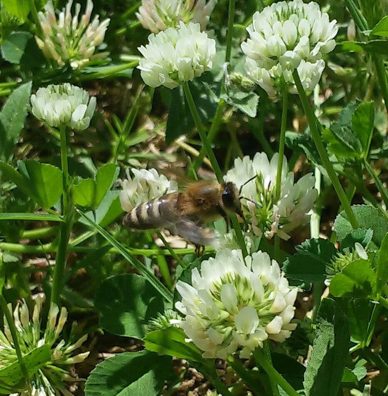 close-up of bee pollinate a white flowers in nature at Corfu Beekeeping Vasilakis